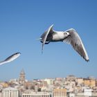 Möwe vor Galataturm in Istanbul