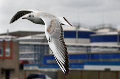 Möwe vor Hafenkulisse