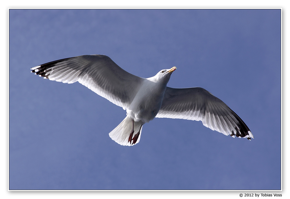 Möwe vor Helgoland