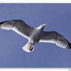 Möwe vor Helgoland