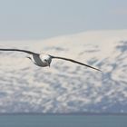 Möwe vor Húsavík