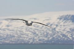 Möwe vor Húsavík