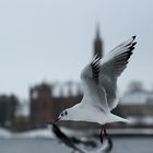 Möwe vor Kirche