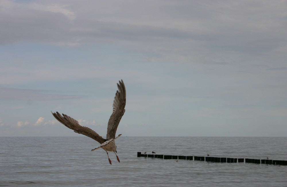 Möwe vor Kühlungsborn