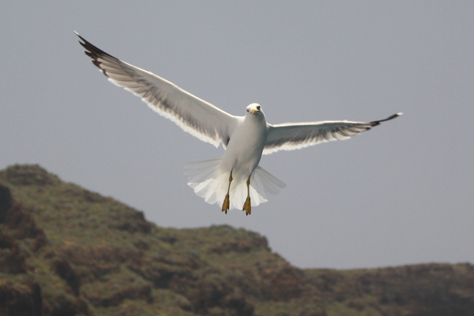 Möwe vor los Gigantes (Teneriffa)