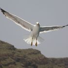 Möwe vor los Gigantes (Teneriffa)