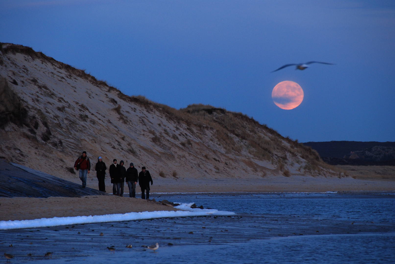 Möwe vor Mond