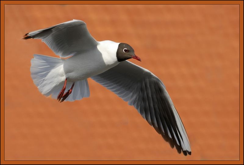 möwe vor rotem dach