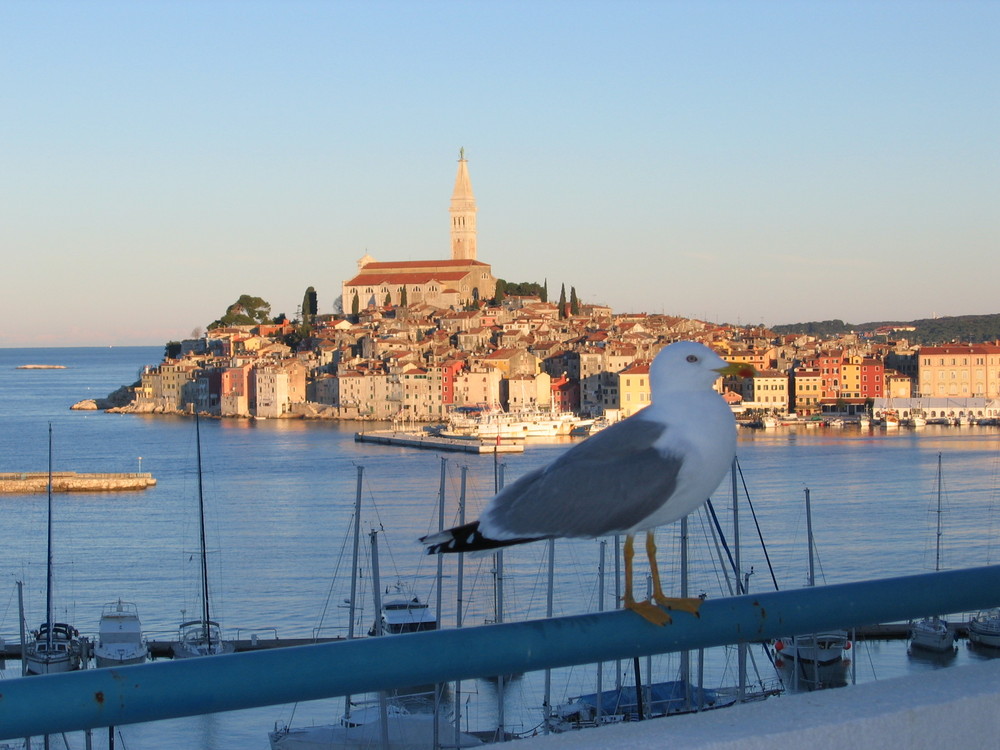 Möwe vor Rovinj