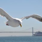 Möwe vor San Francisco-Oakland Bay Bridge