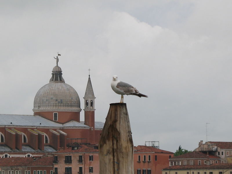 Möwe vor San Giorgio Maggiore