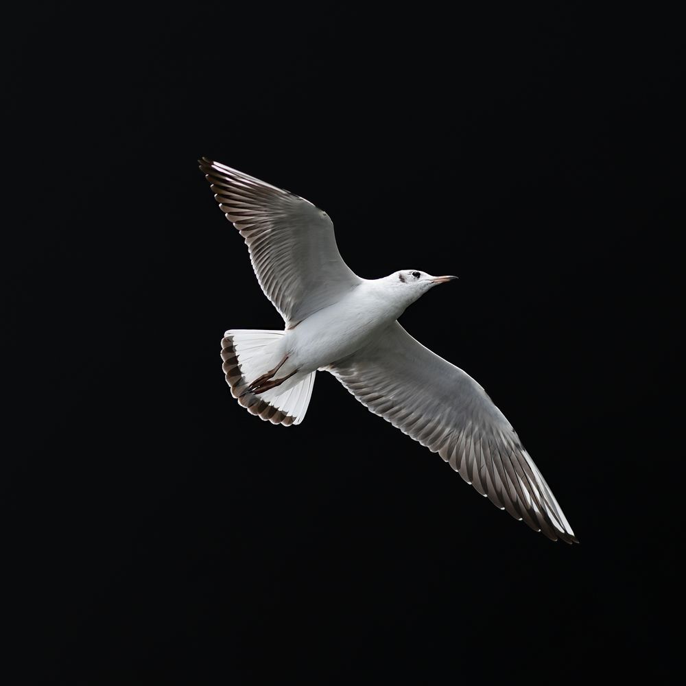 Möwe vor schwarzen Hintergrund 2