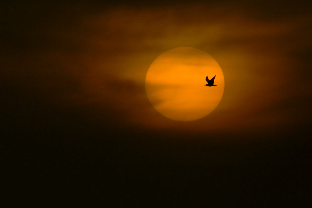 Möwe vor Sonne