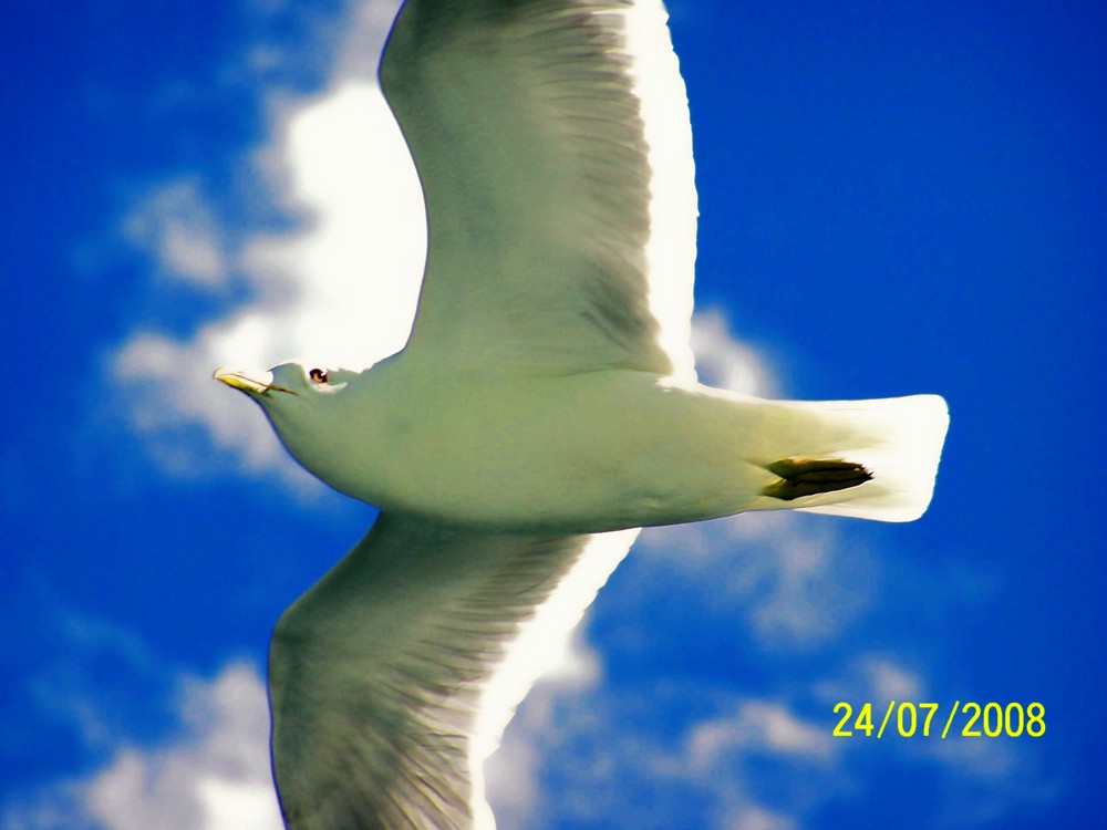 Möwe vor Sonne