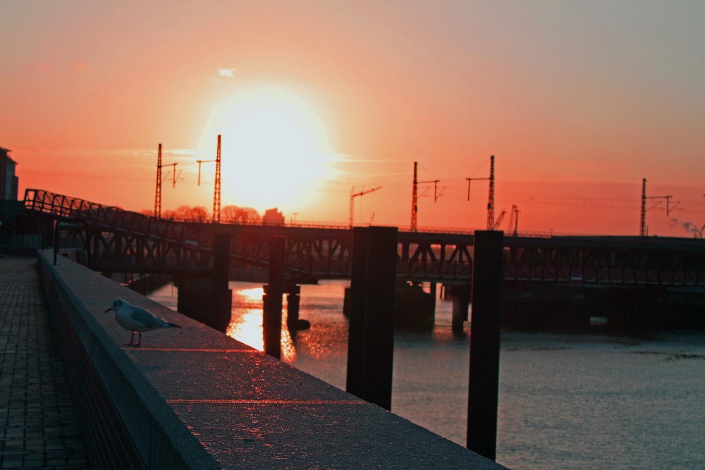 Möwe vor Sonnenaufgang