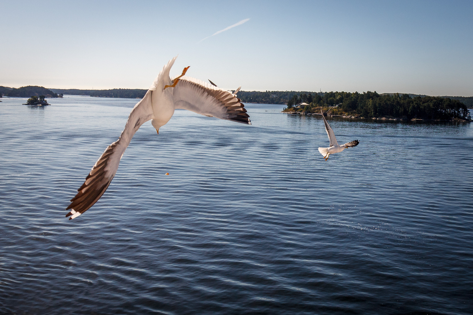 Möwe vor Stockholm