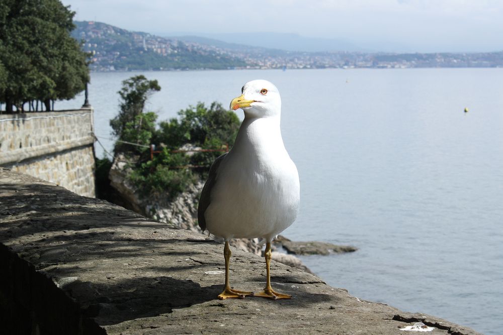 Möwe vor Triest