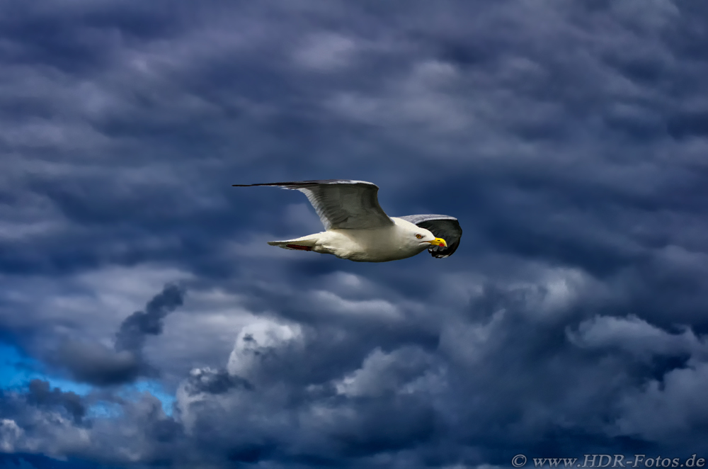 Möwe vor Wolkenhimmel