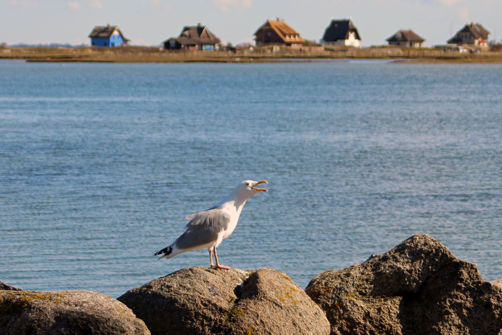 Möwe vorm Graswarder