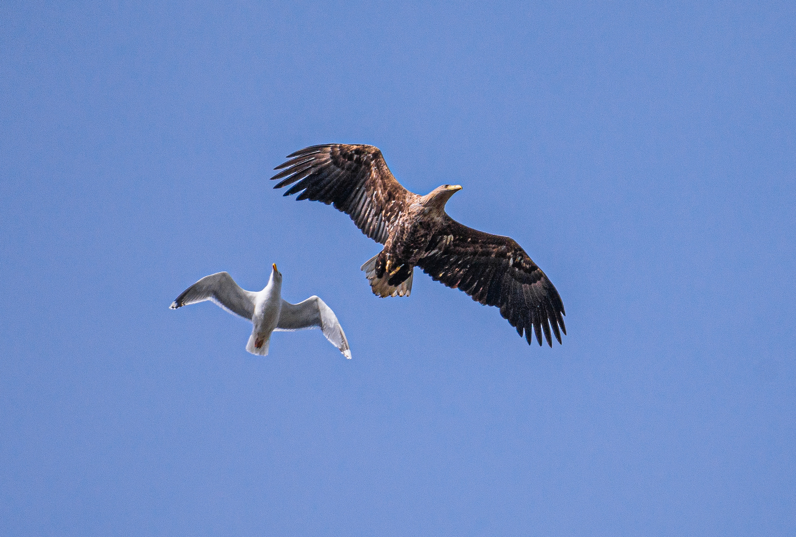 Möwe vs. Seeadler