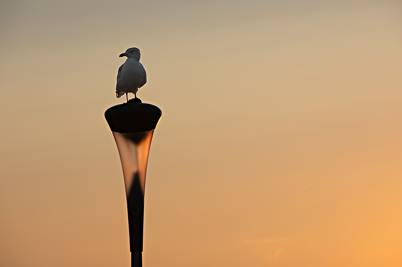 Möwe-Wache am Hafen