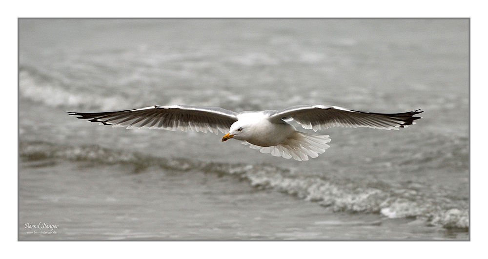 Möwe - Wangerooge 2010