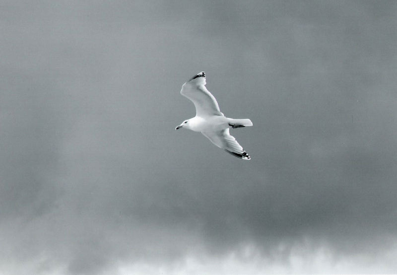 Möwe Warnemünde