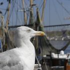 Möwe wartet auf Fisch