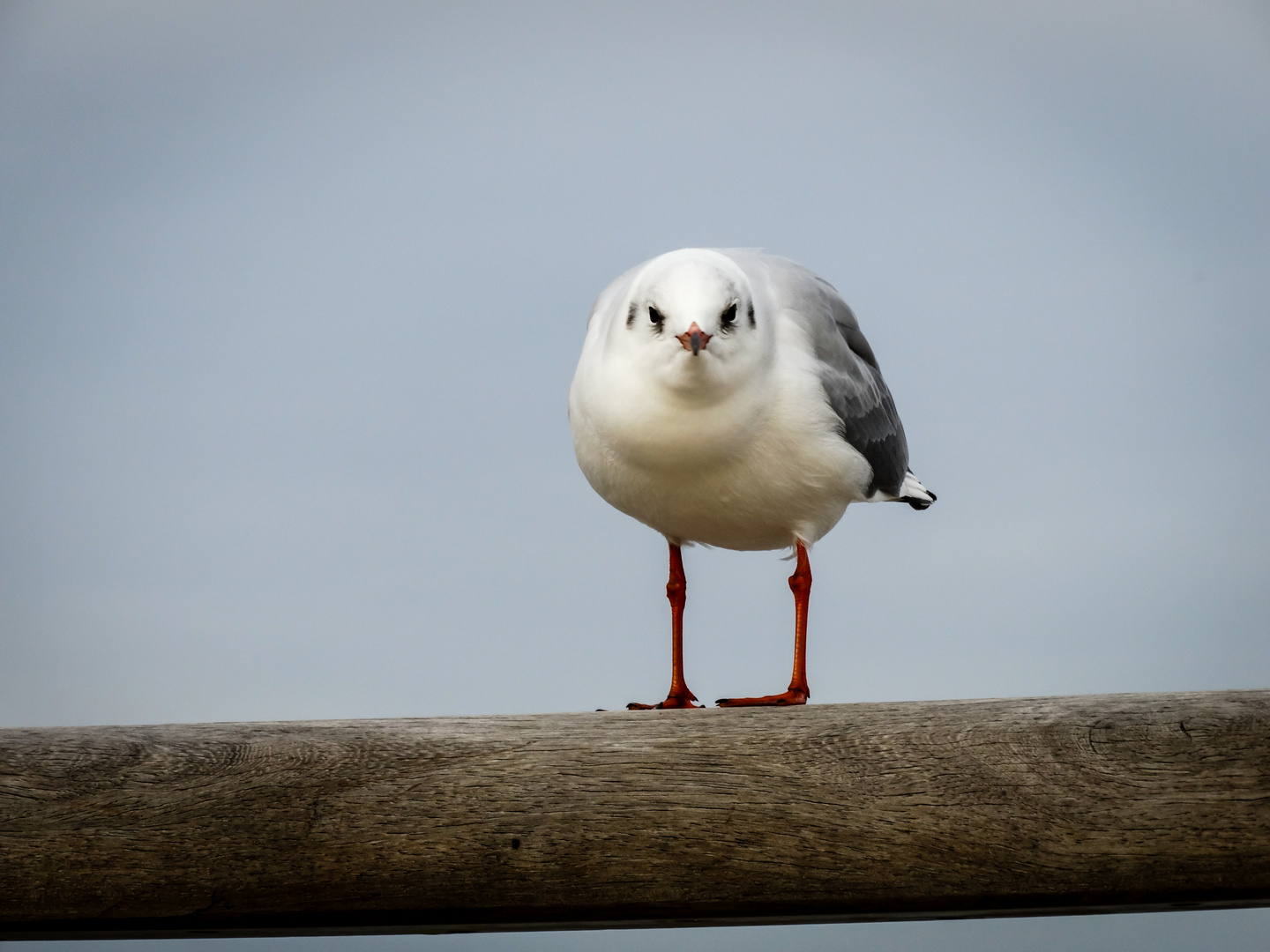 Möwe, was guckst du