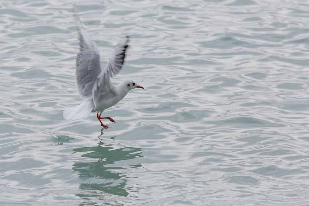 Möwe Wasserberührung