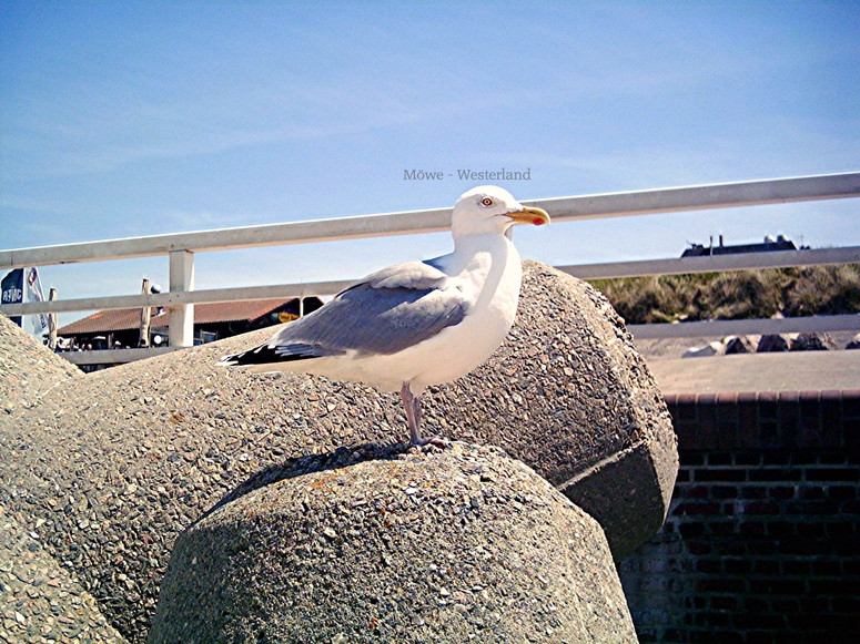 Möwe-Westerland