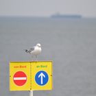 Möwe will an Board , sie ist wohl zu faul zu fliegen