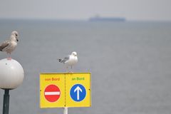 Möwe will an Board , sie ist wohl zu faul zu fliegen