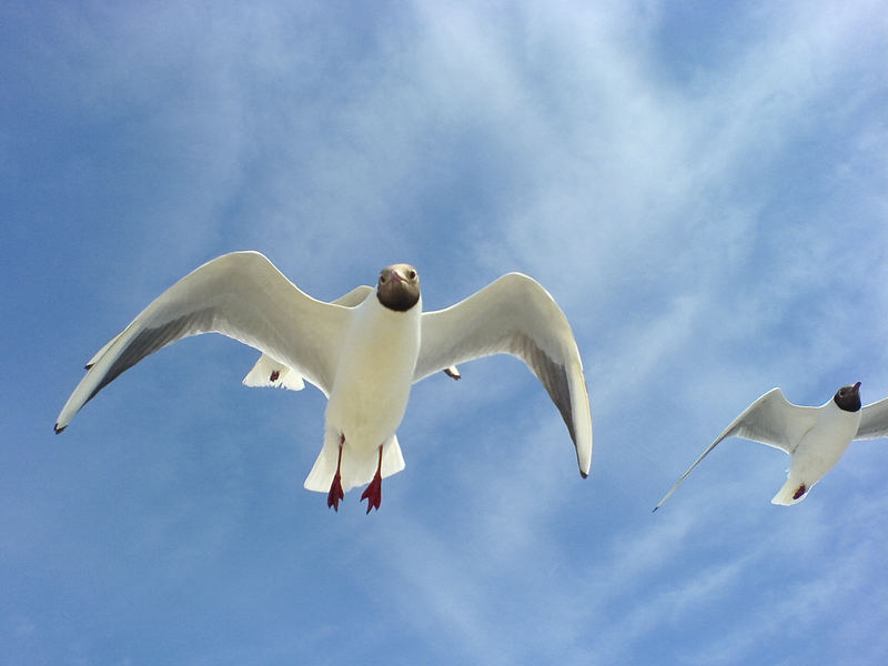 Möwe will Pommes.