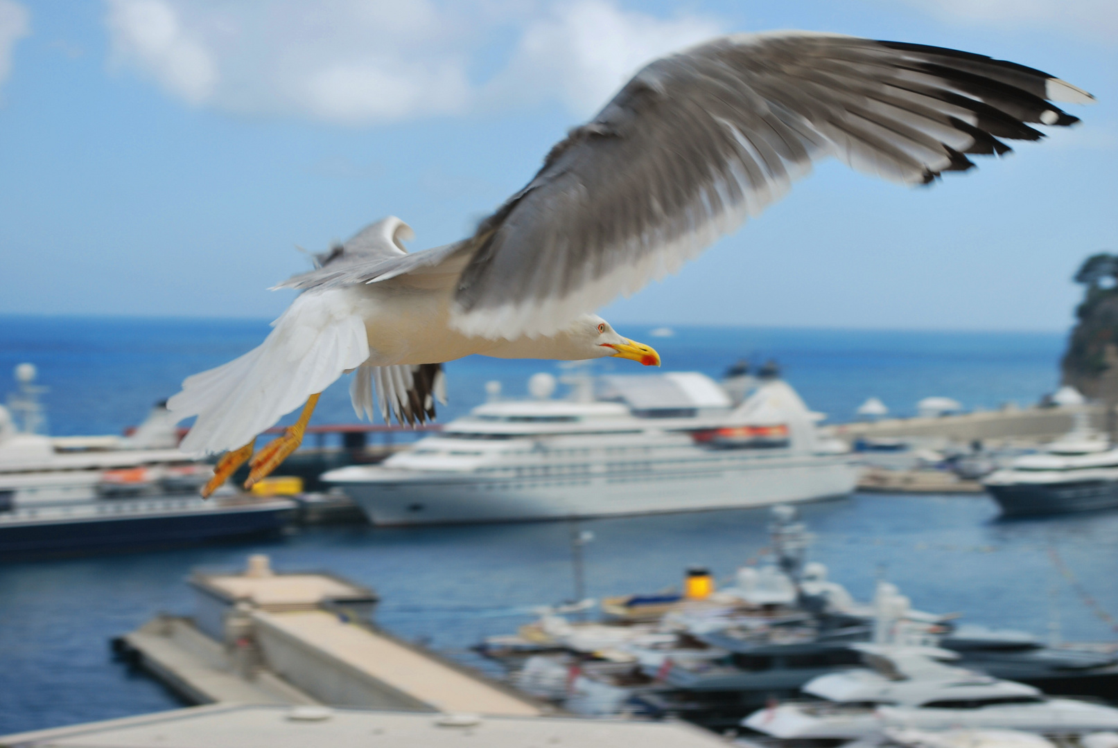 Möwe, wohnhaft in San Remo