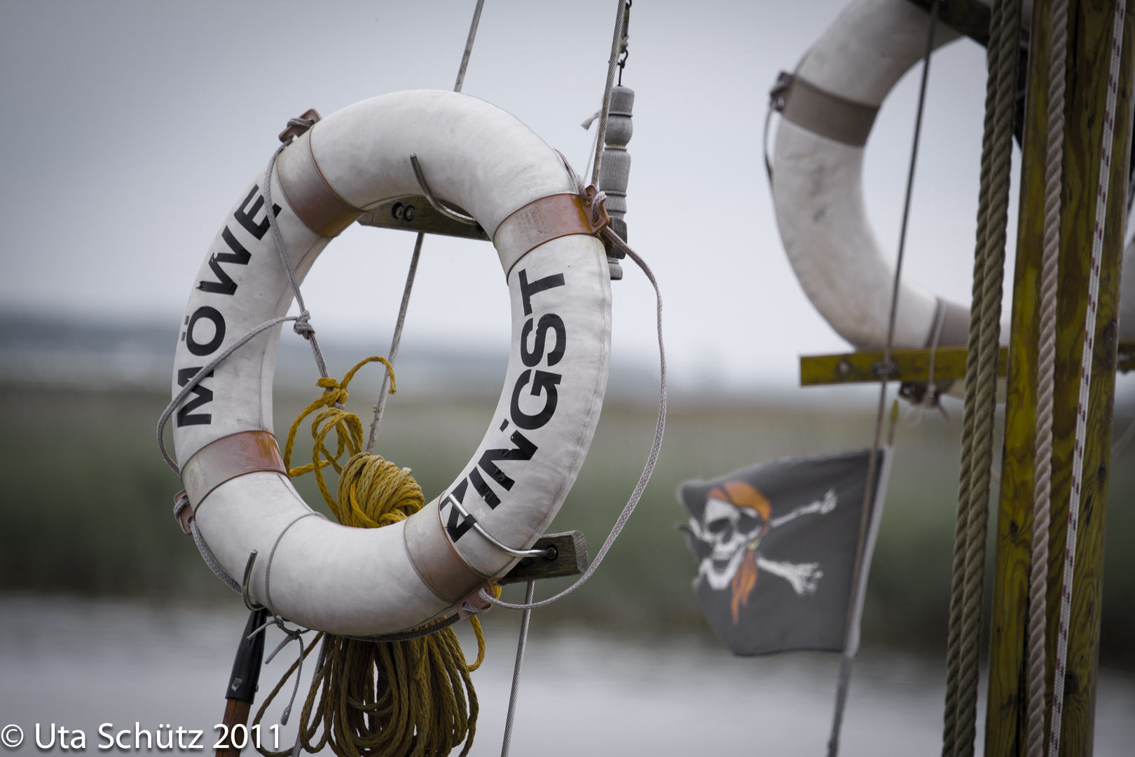 Möwe Zingst