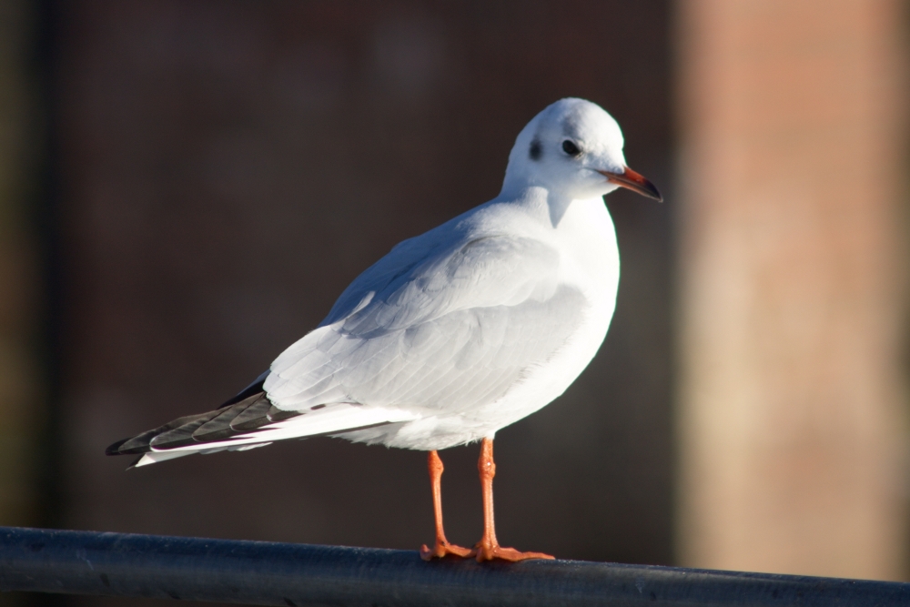 Möwe - Zollenspiecker 2