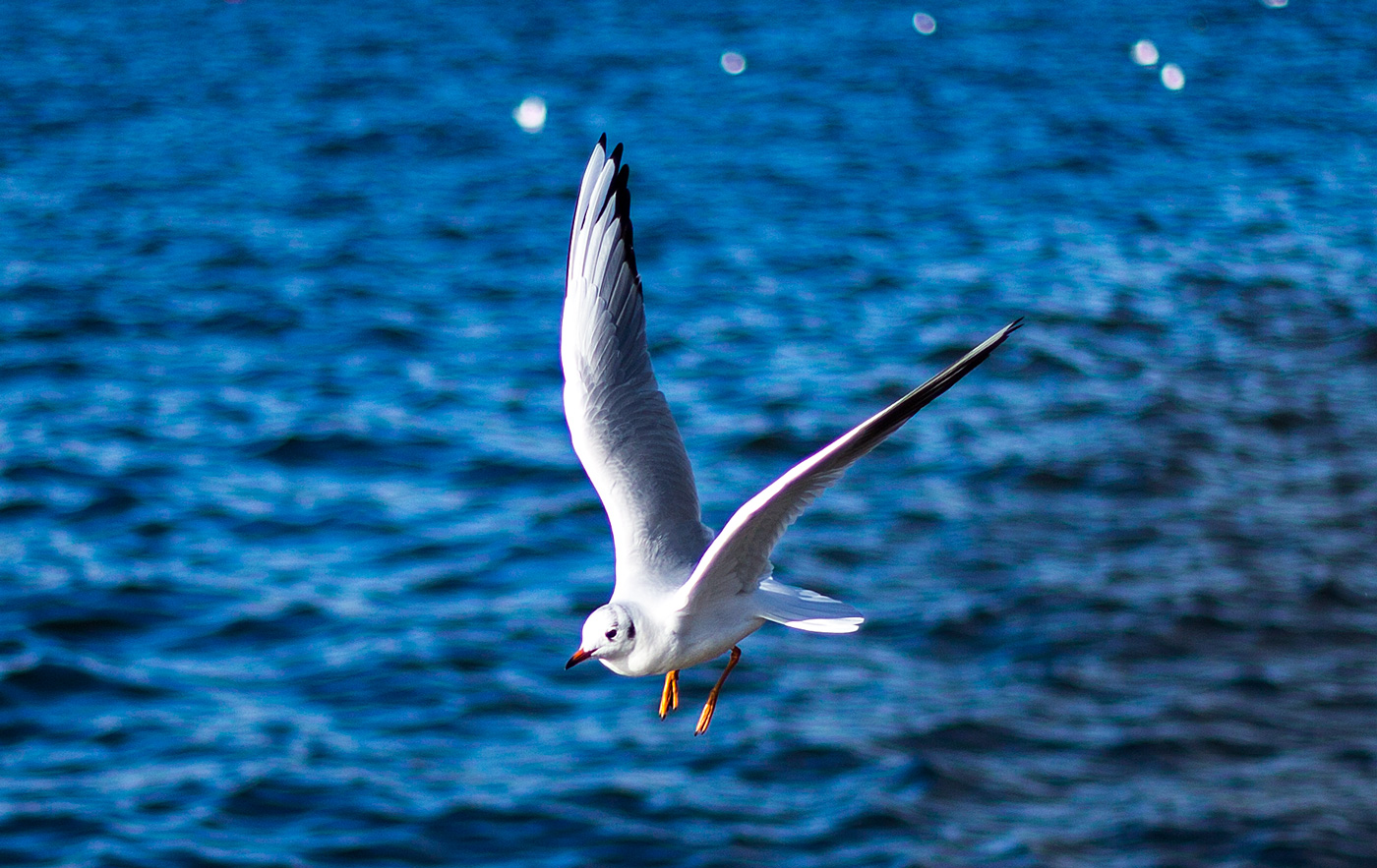 Möwe - Zürichsee