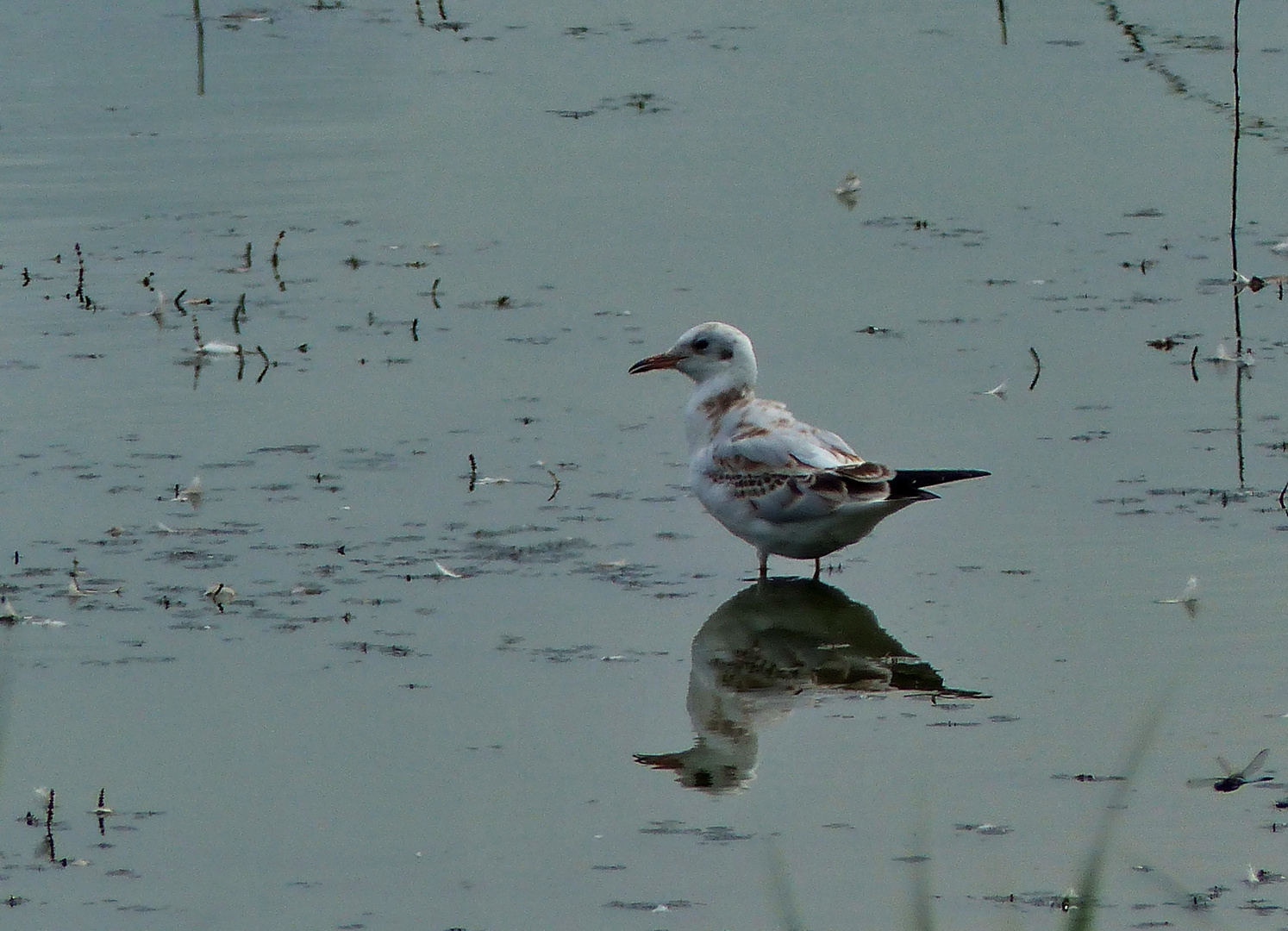 Möwe zum Spiegeltag