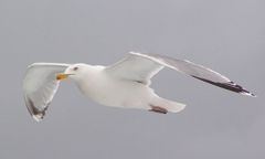 Möwe zwischen Amrum und Sylt