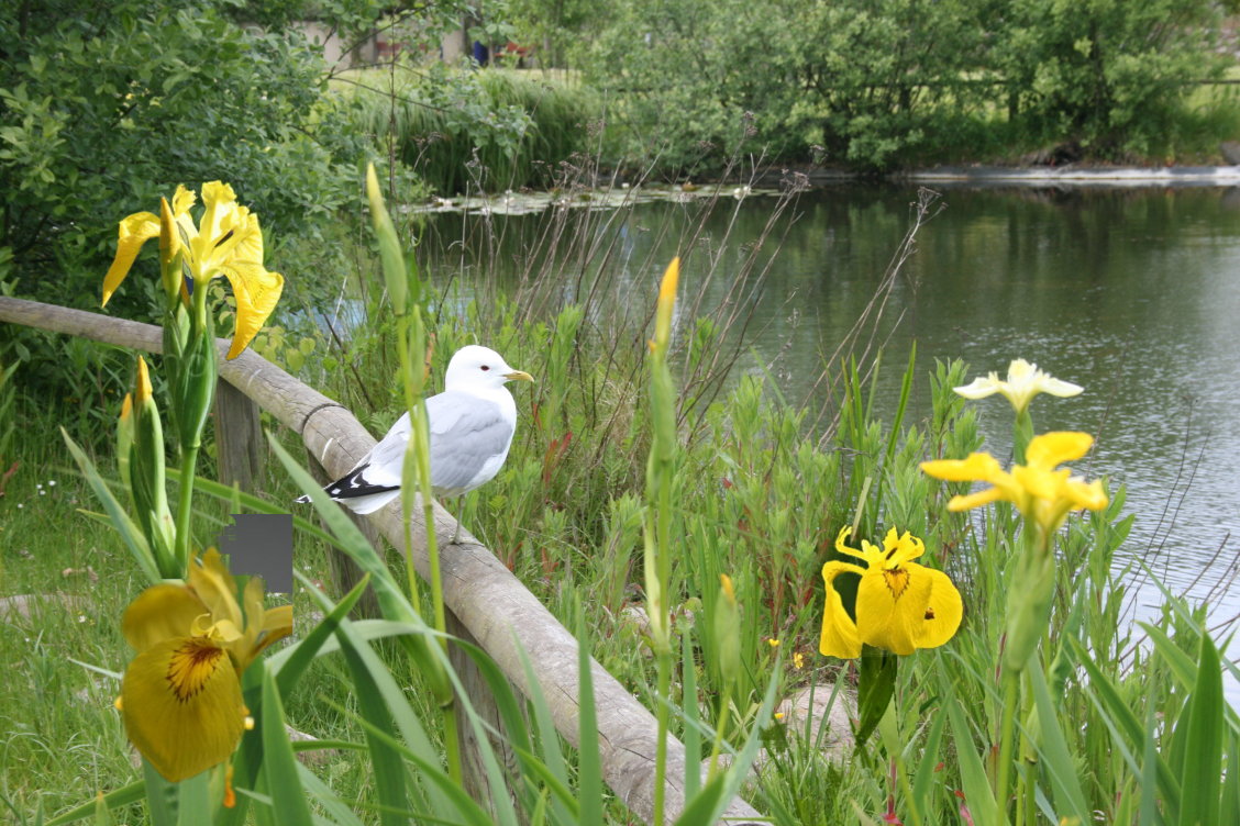 Möwe zwischen gelbe Iris