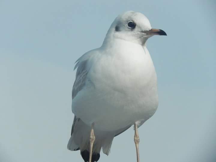 Möwe1