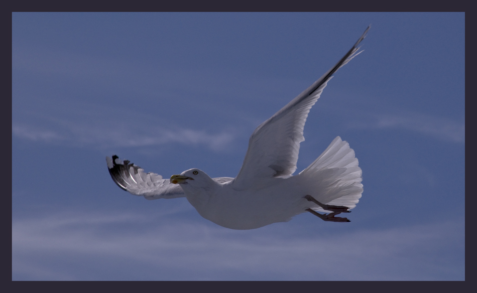 Möwe2