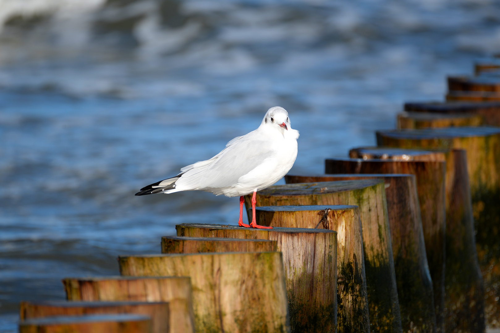 Möwe2 - Ostsee