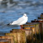 Möwe2 - Ostsee