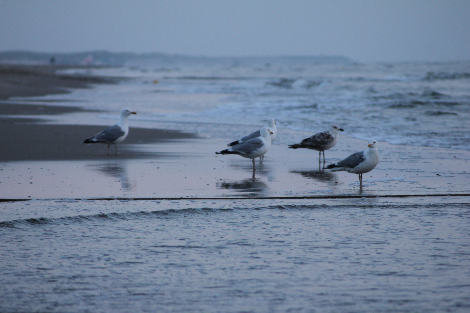 Möwen abends am Strand