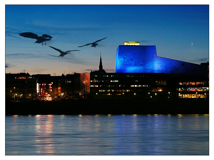 Möwen abends vor der Bonner Oper