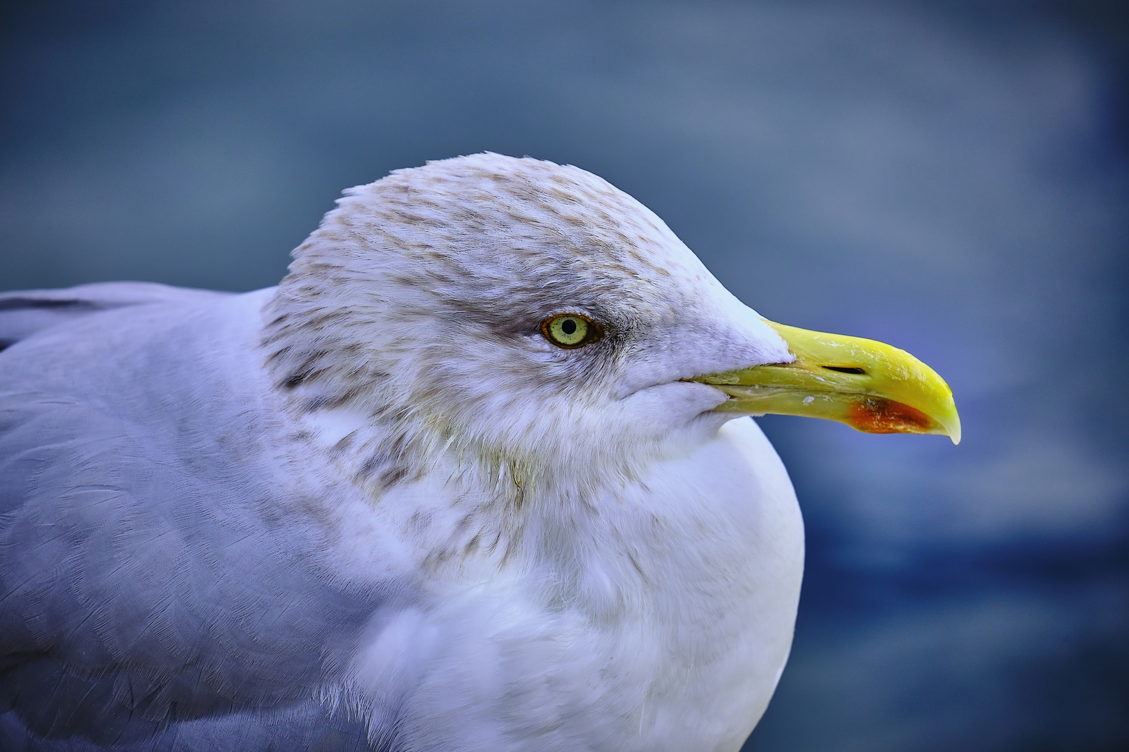 MÖWEN all deine Wünsche in Erfüllung gehen Foto & Bild nah & makro, deutschland, europe