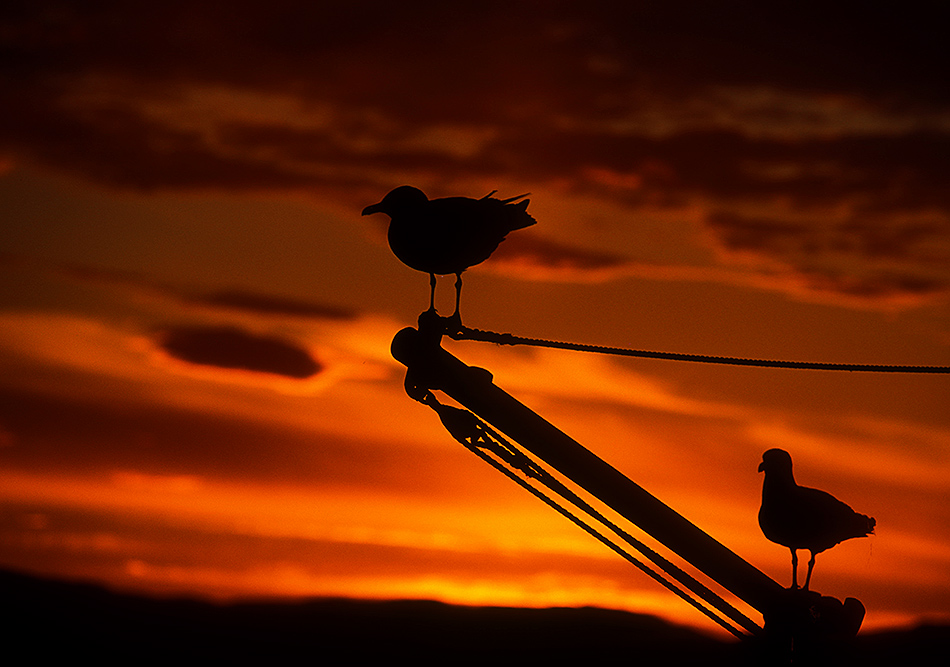 Möwen am Abend