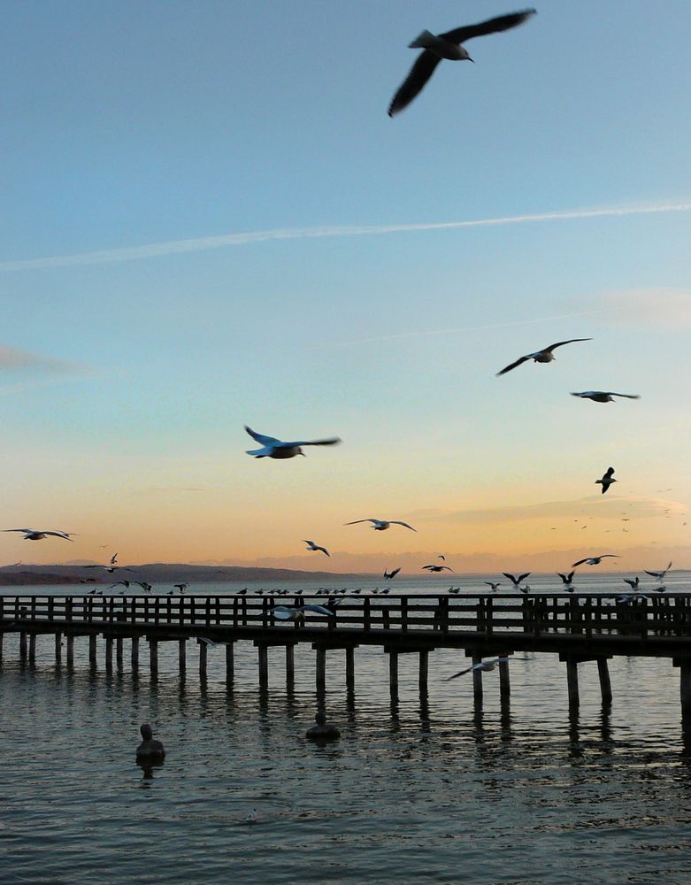 Möwen am Ammersee